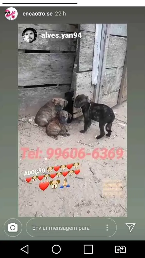 Cachorro raça Vira lata idade 2 a 6 meses nome Sem nomes