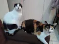 Poli e Diva