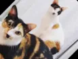 Poli e Diva
