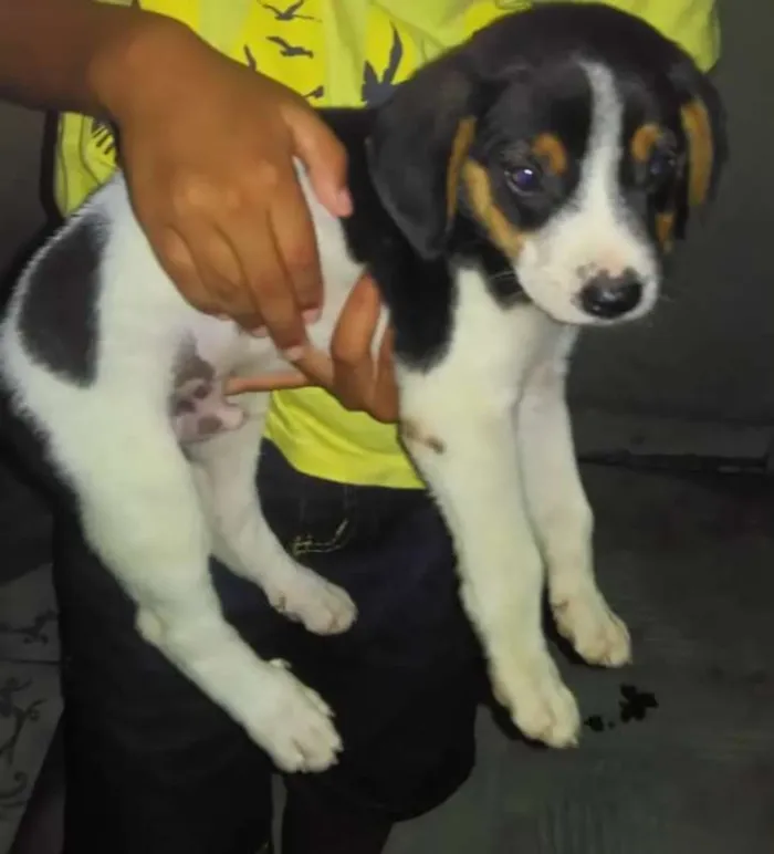Cachorro raça srd idade 2 a 6 meses nome sem nome
