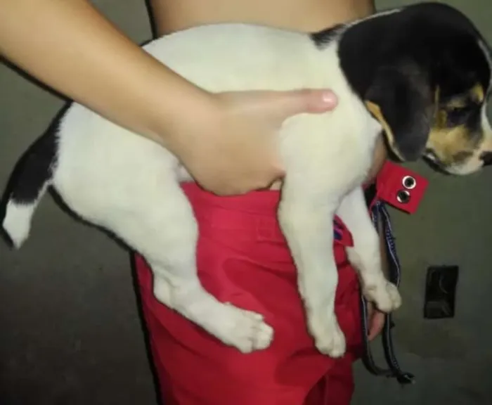Cachorro raça srd idade 2 a 6 meses nome sem nome