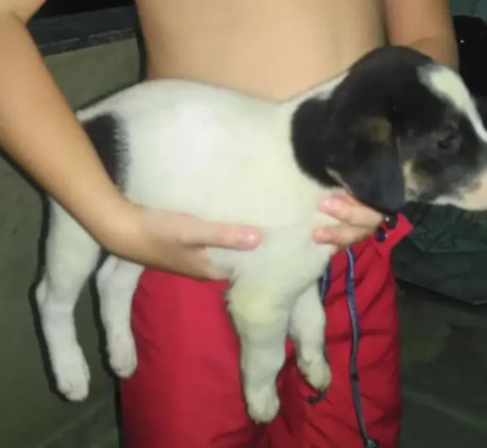 Cachorro raça srd idade 2 a 6 meses nome sem nome