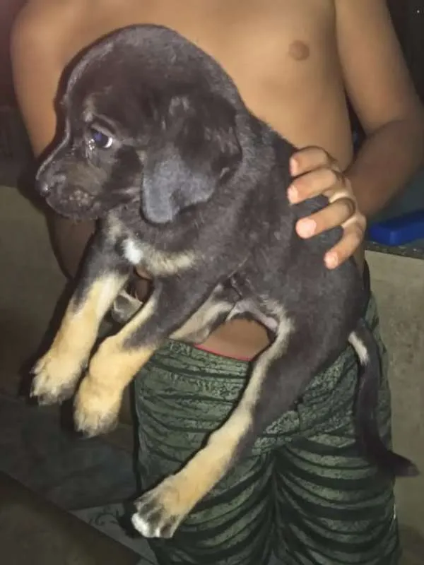 Cachorro raça srd idade 2 a 6 meses nome sem nome