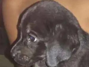 Cachorro raça srd idade 2 a 6 meses nome sem nome