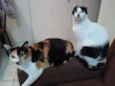 Poli e Diva