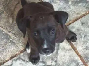 Cachorro raça Vira lata  idade Abaixo de 2 meses nome Paçoca