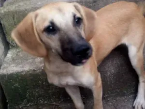 Cachorro raça SRD idade 2 a 6 meses nome Sanção 