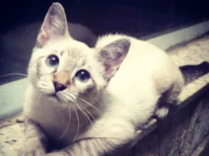 Gato raça srd idade 2 a 6 meses nome Pipoca