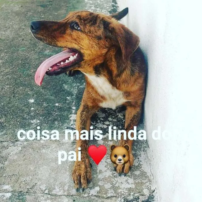 Cachorro ra a Vira lata  idade 7 a 11 meses nome Amora 