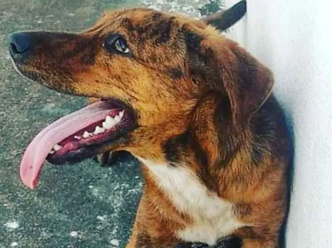 Cachorro ra a Vira lata  idade 7 a 11 meses nome Amora 