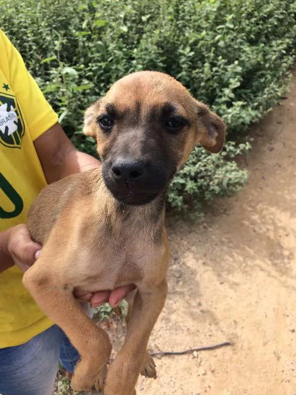 Cachorro raça Não identificada idade Abaixo de 2 meses nome Filhotes