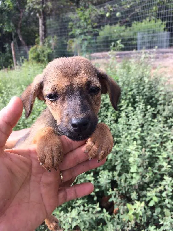Cachorro raça Não identificada idade Abaixo de 2 meses nome Filhotes