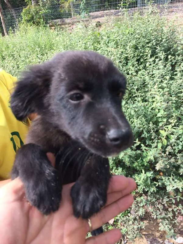 Cachorro raça Não identificada idade Abaixo de 2 meses nome Filhotes
