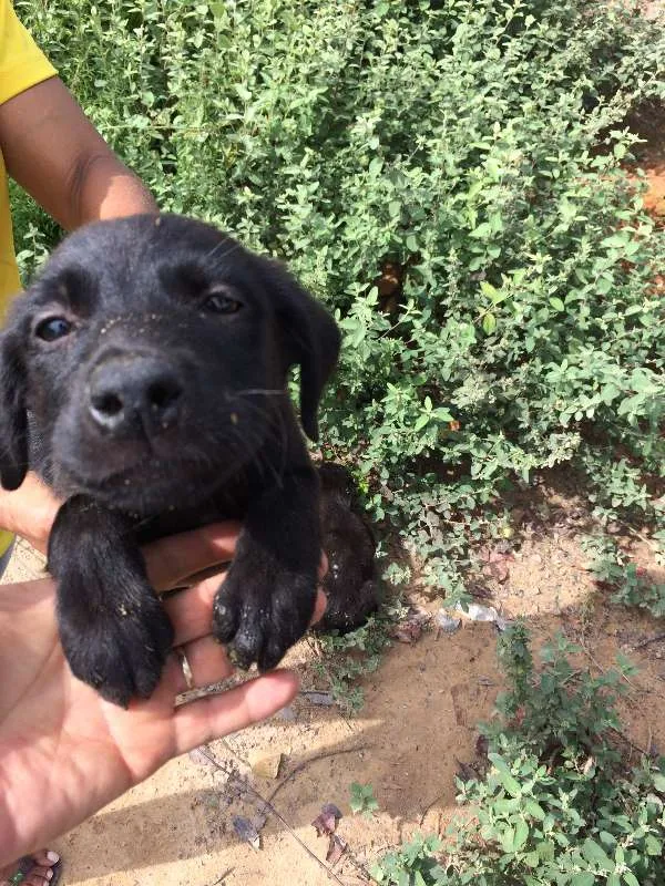 Cachorro raça Não identificada idade Abaixo de 2 meses nome Filhotes