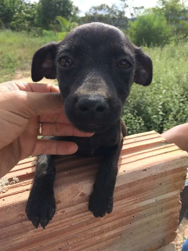 Cachorro raça Não identificada idade Abaixo de 2 meses nome Filhotes