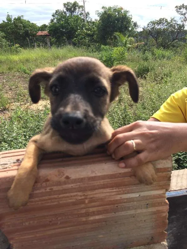 Cachorro raça Não identificada idade Abaixo de 2 meses nome Filhotes