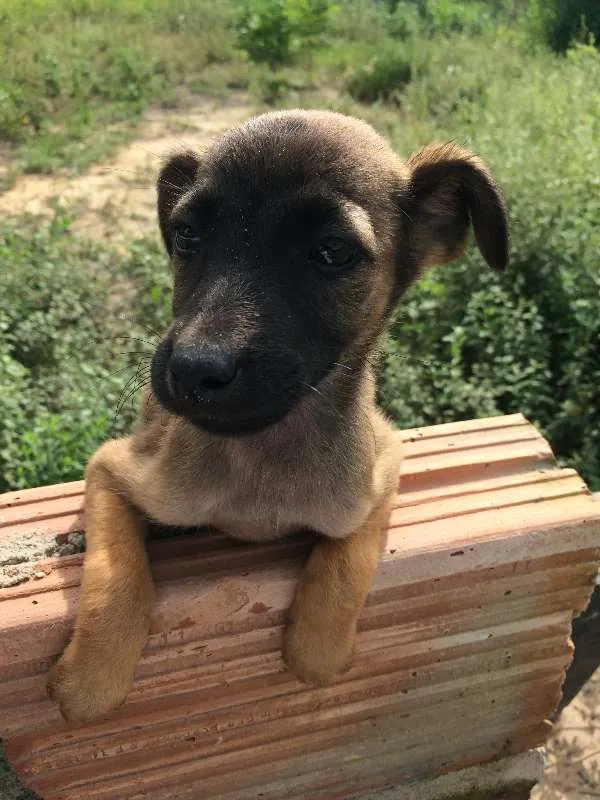 Cachorro raça Não identificada idade Abaixo de 2 meses nome Filhotes