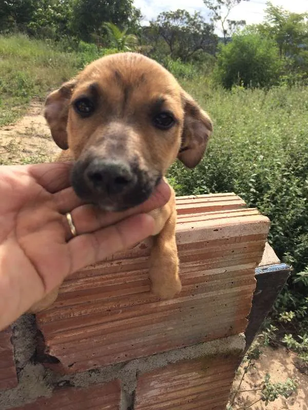 Cachorro raça Não identificada idade Abaixo de 2 meses nome Filhotes