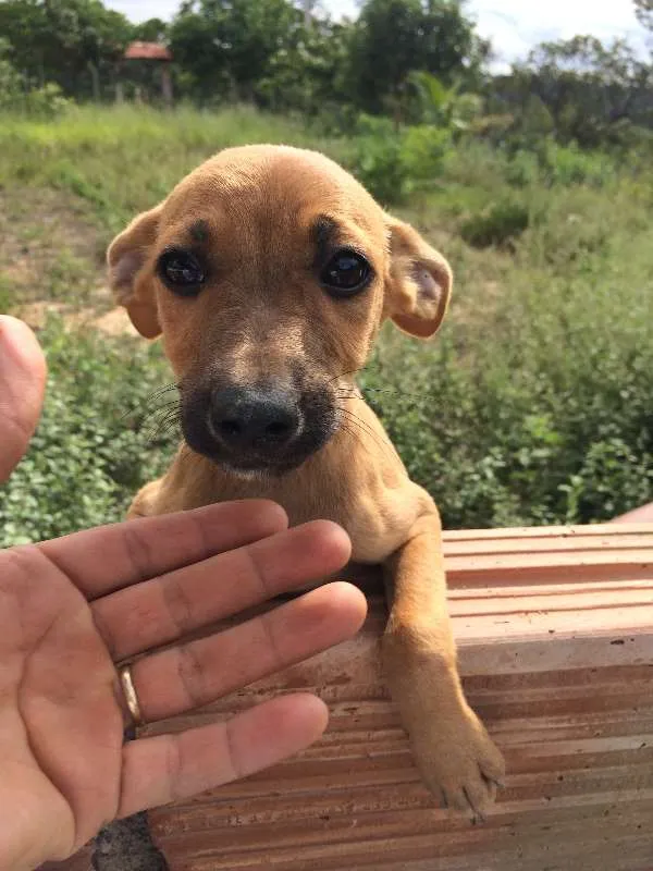 Cachorro raça Não identificada idade Abaixo de 2 meses nome Filhotes