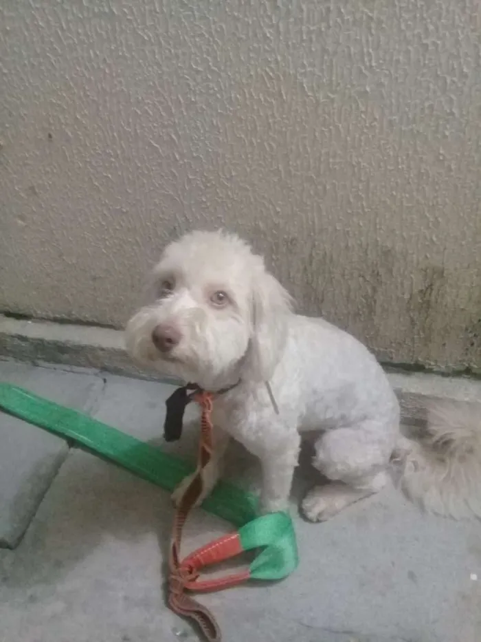 Cachorro ra a Poodle idade 2 anos nome Ralf 