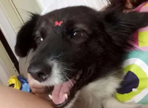 Cachorro raça SRD idade 2 anos nome Chiquinha