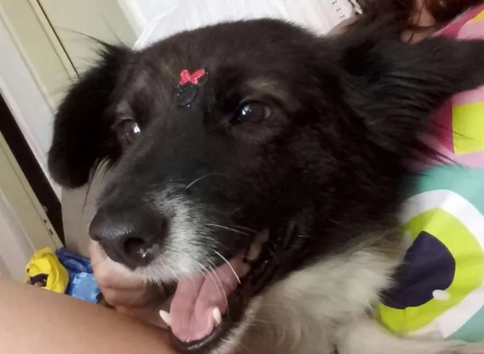 Cachorro ra a SRD idade 2 anos nome Chiquinha