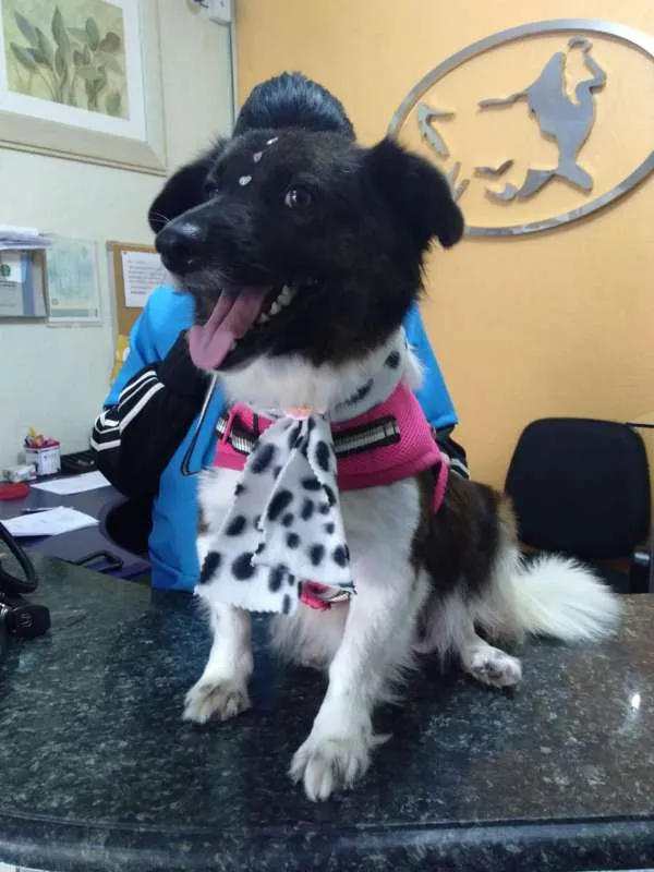 Cachorro ra a SRD idade 2 anos nome Chiquinha