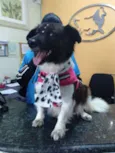 Chiquinha