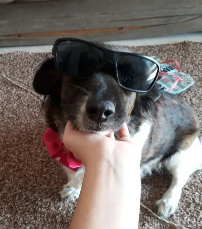 Cachorro ra a SRD idade 2 anos nome Chiquinha