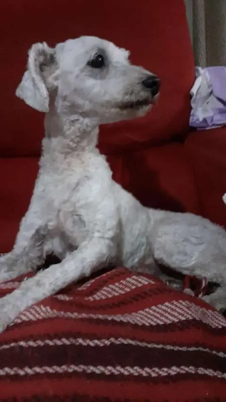 Cachorro ra a Poodle idade 2 anos nome Pipoca