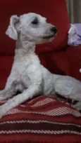 Pipoca