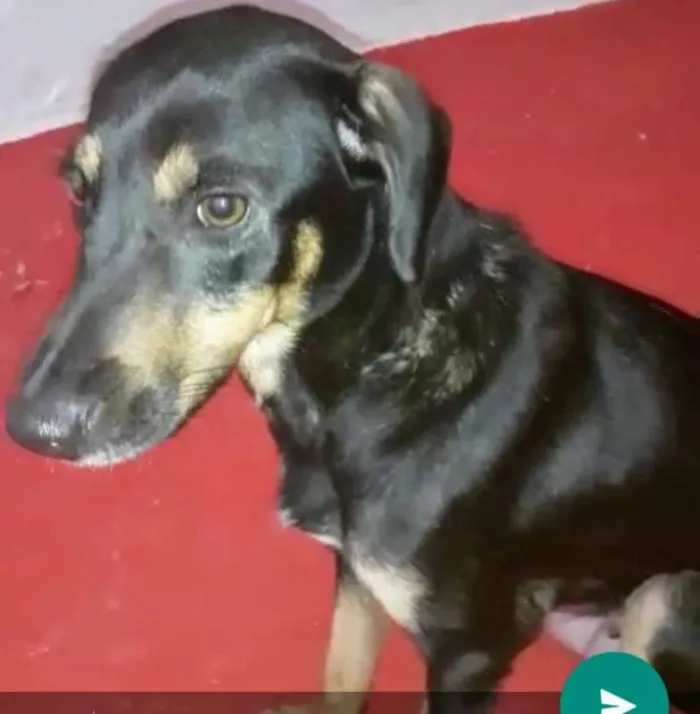Cachorro ra a SRD idade 1 ano nome Brunet