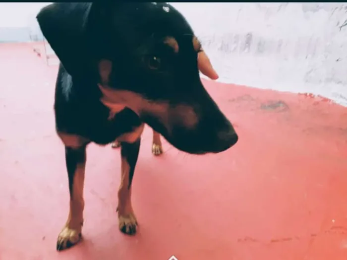 Cachorro ra a SRD idade 1 ano nome Brunet