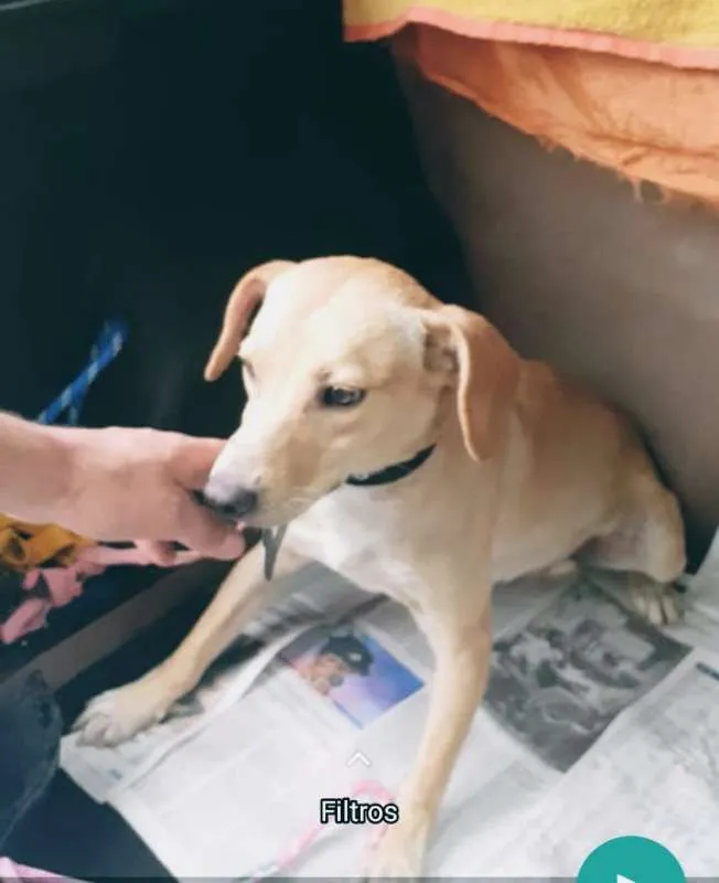 Cachorro ra a SRD idade 7 a 11 meses nome Brenda