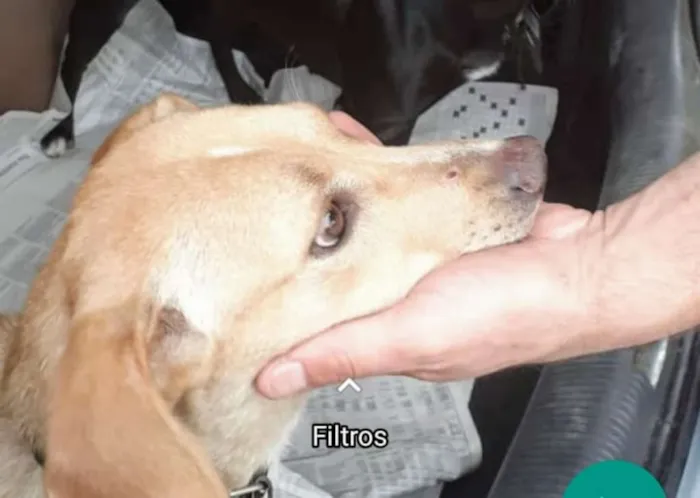 Cachorro ra a SRD idade 7 a 11 meses nome Brenda
