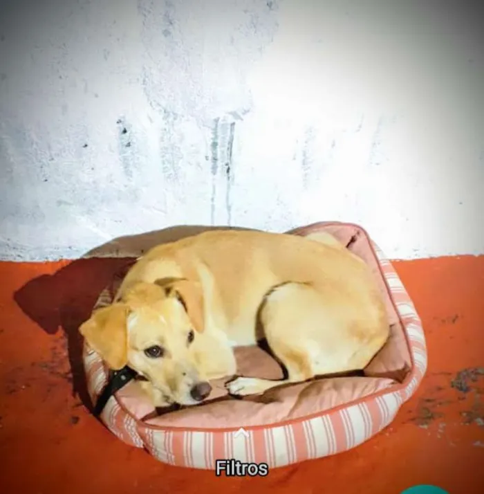 Cachorro ra a SRD idade 7 a 11 meses nome Brenda