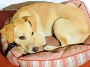 Cachorro raça SRD idade 7 a 11 meses nome Brenda