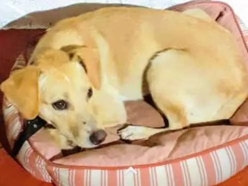 Cachorro ra a SRD idade 7 a 11 meses nome Brenda