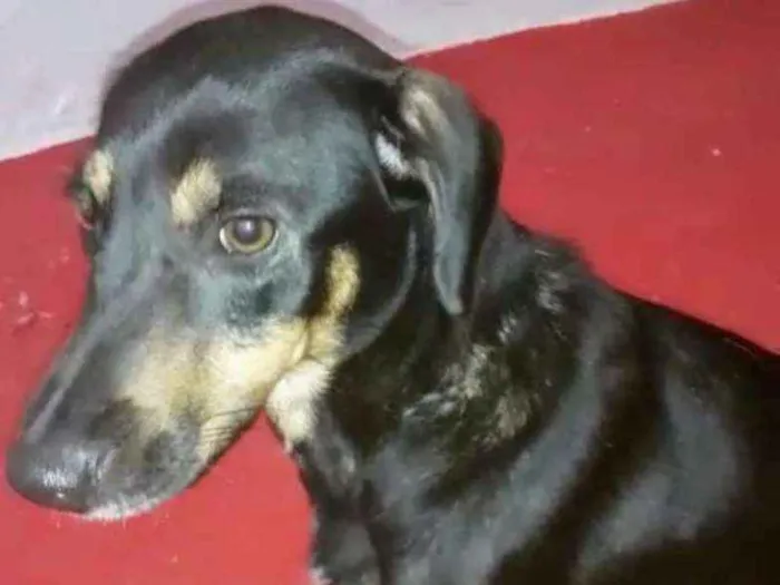 Cachorro ra a SRD idade 1 ano nome Brunet