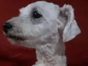 Cachorro raça Poodle idade 2 anos nome Pipoca