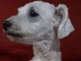 Pipoca