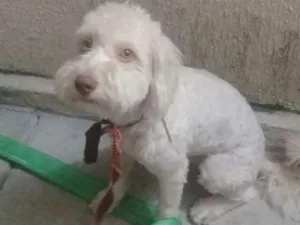 Cachorro raça Poodle idade 2 anos nome Ralf 