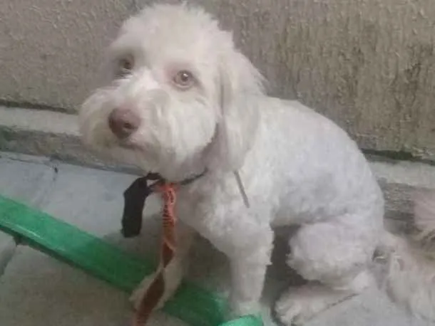 Cachorro ra a Poodle idade 2 anos nome Ralf 