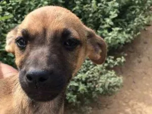 Cachorro raça Não identificada idade Abaixo de 2 meses nome Filhotes