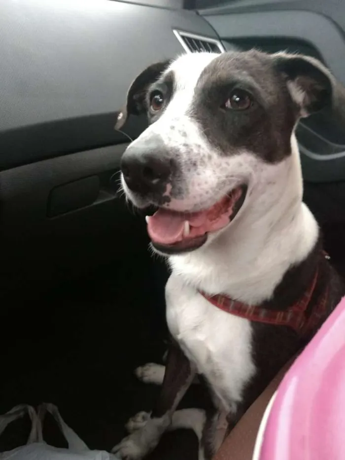 Cachorro ra a SRD idade 1 ano nome Princesa