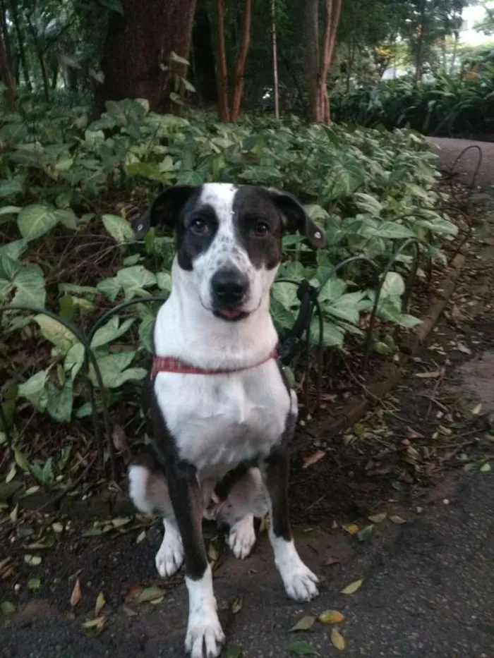 Cachorro ra a SRD idade 1 ano nome Princesa