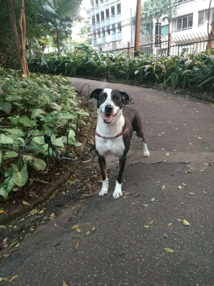 Cachorro ra a SRD idade 1 ano nome Princesa