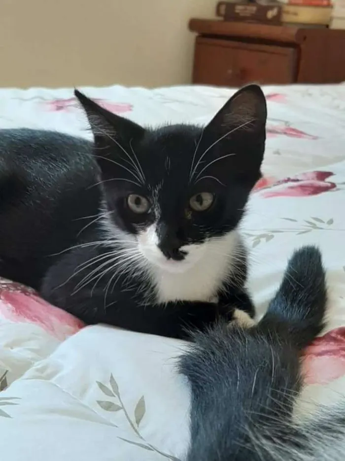 Gato ra a Srd idade 2 a 6 meses nome Miçanga