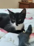 Miçanga