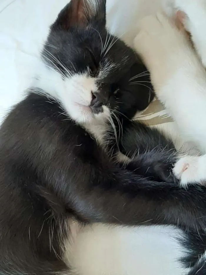 Gato ra a Srd idade 2 a 6 meses nome Miçanga
